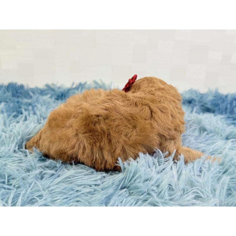 販売中の埼玉県のトイプードル-435026の2枚目