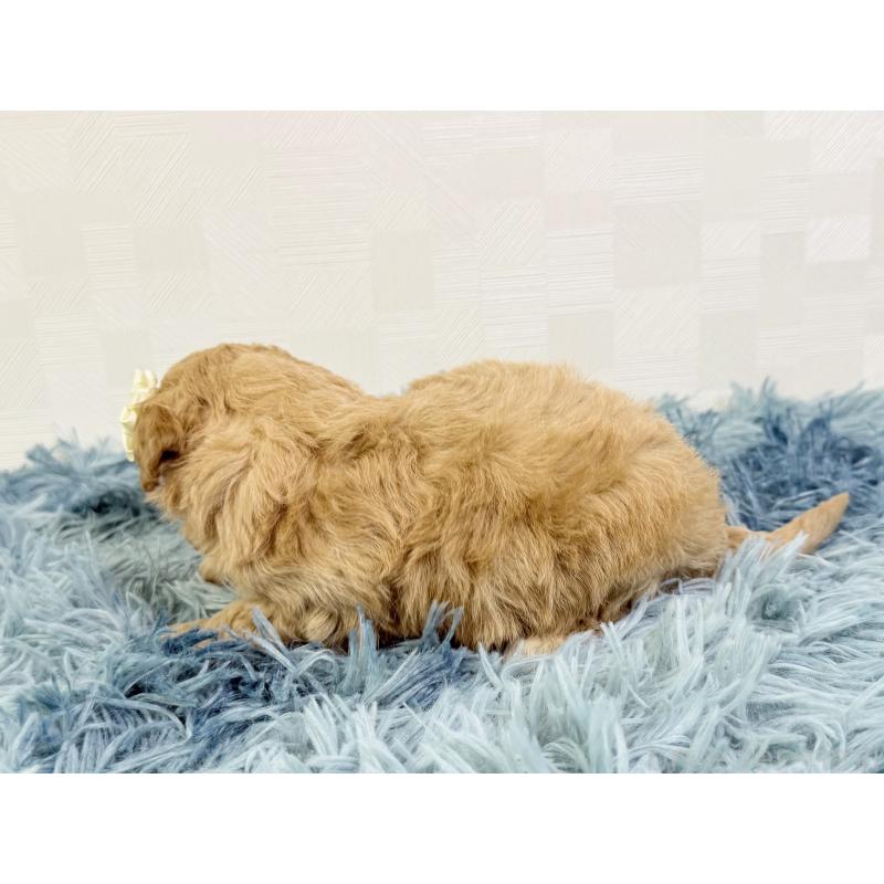 販売中の埼玉県のトイプードル-435027の5枚目