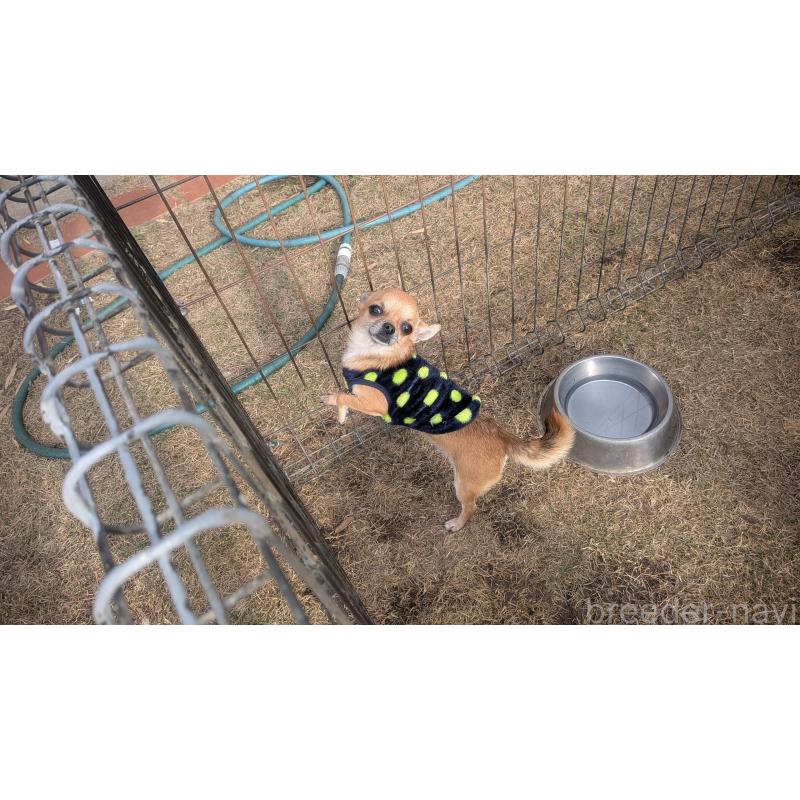 販売中の熊本県のチワワ(スムースコート)-435029の3枚目