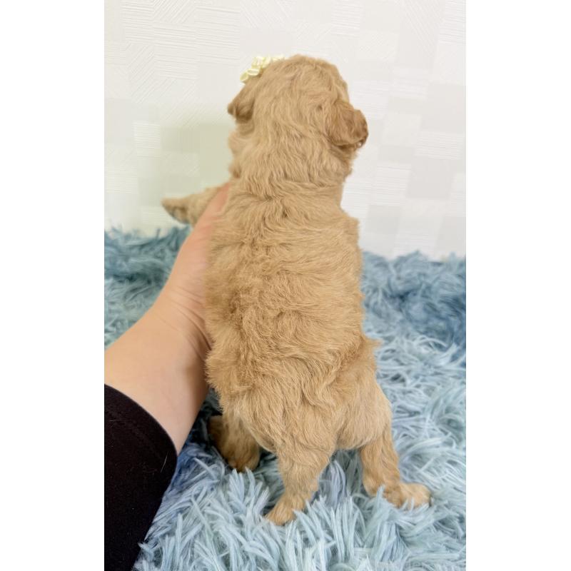 販売中の埼玉県のトイプードル-435027の4枚目