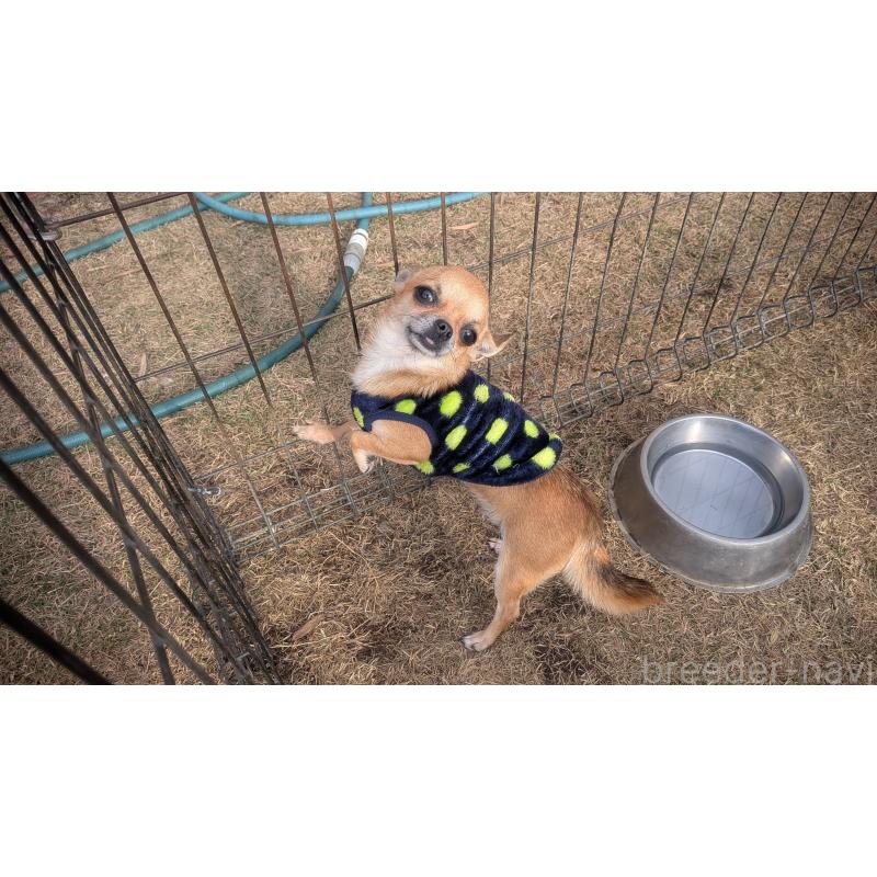 販売中の熊本県のチワワ(スムースコート)-435029の2枚目