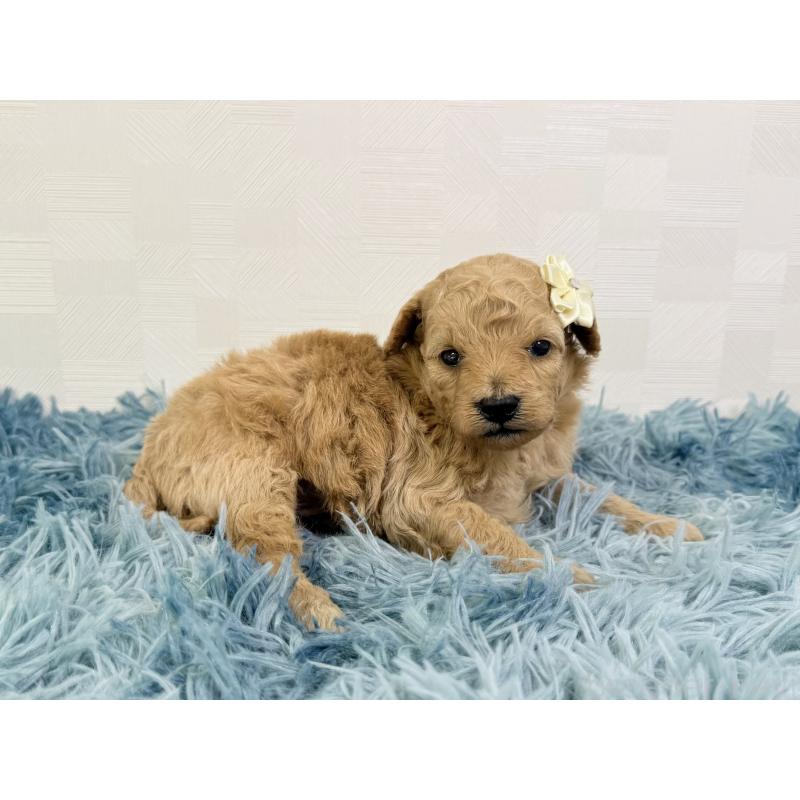 販売中の埼玉県のトイプードル-435027の3枚目