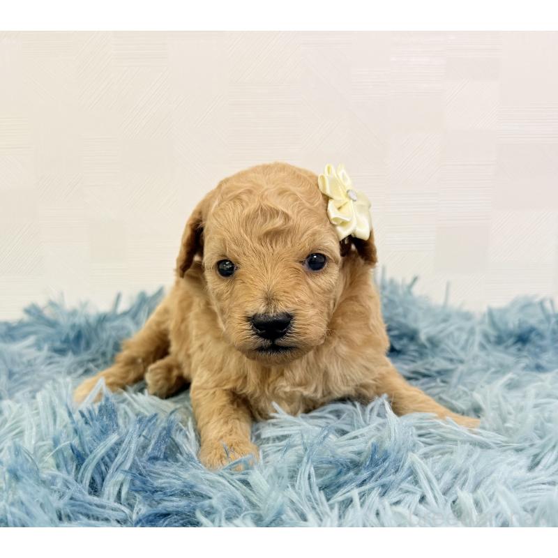 販売中の埼玉県のトイプードル-435027の2枚目