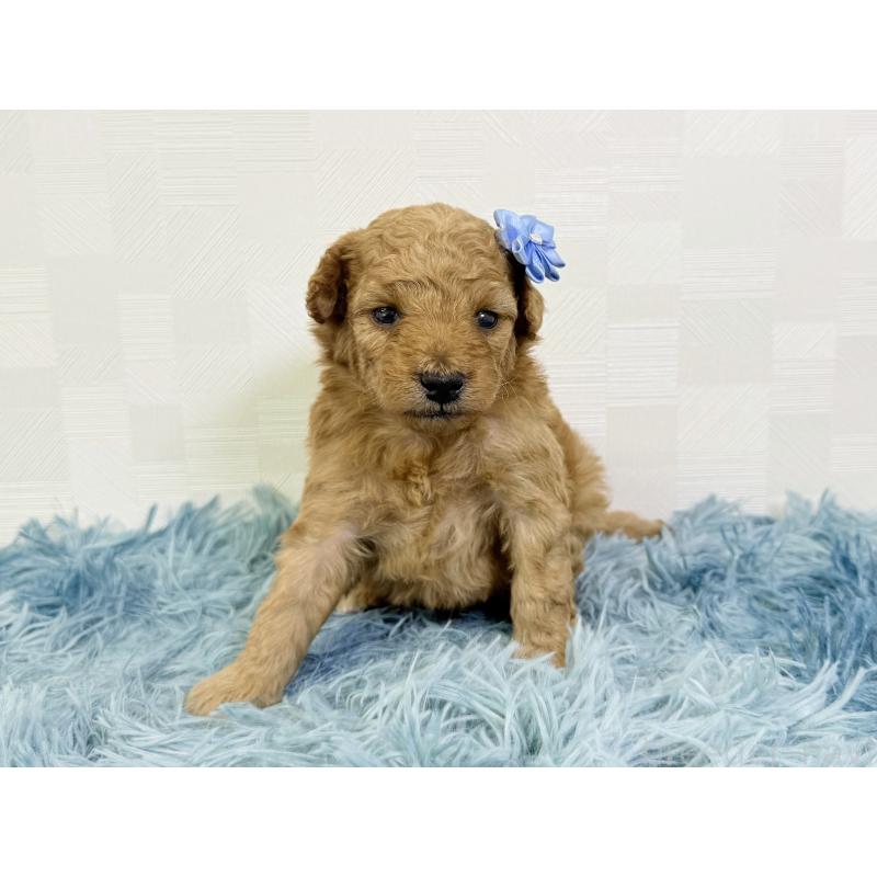 販売中の埼玉県のトイプードル-435028の5枚目