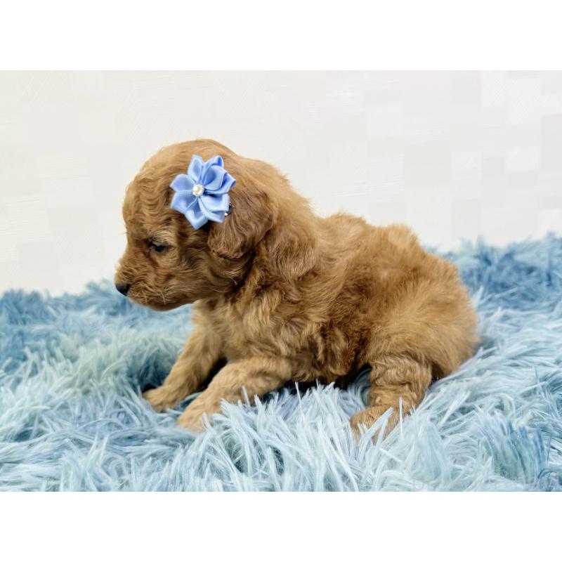 販売中の埼玉県のトイプードル-435028の4枚目