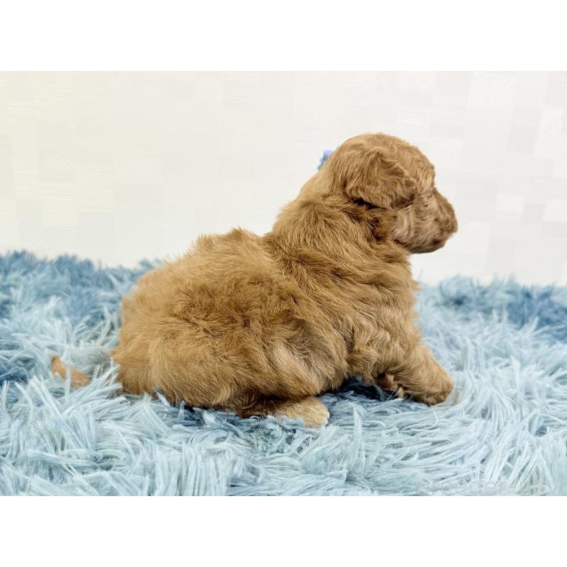 販売中の埼玉県のトイプードル-435028の3枚目