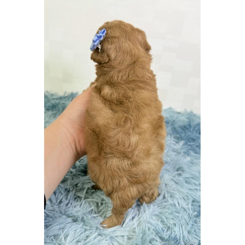 販売中の埼玉県のトイプードル-435028の2枚目