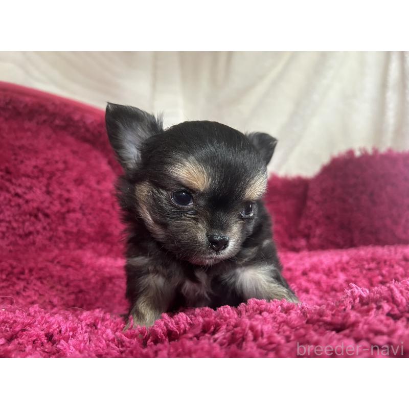 販売中の京都府のチワワ(ロングコート)-435030の1枚目