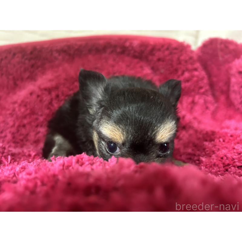 販売中の京都府のチワワ(ロングコート)-435030の2枚目