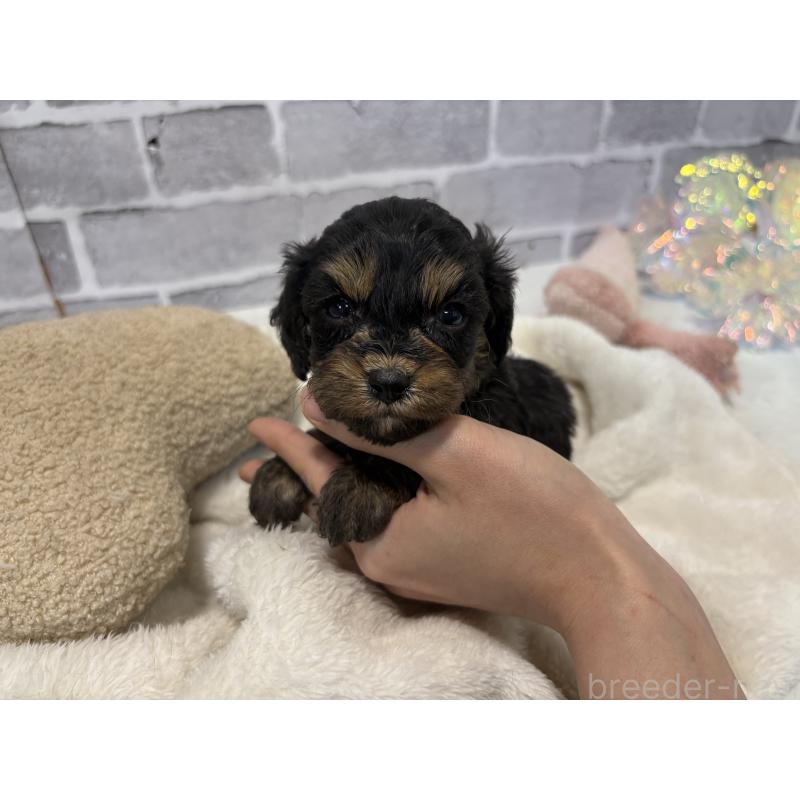 販売中の東京都のキャバプー:キャバリア×トイプードル-434091の10枚目