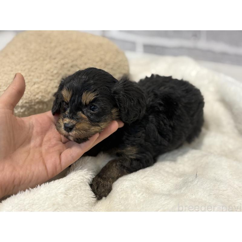 販売中の東京都のキャバプー:キャバリア×トイプードル-434091の8枚目