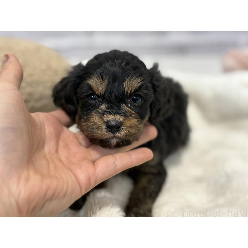 販売中の東京都のキャバプー:キャバリア×トイプードル-434091の7枚目