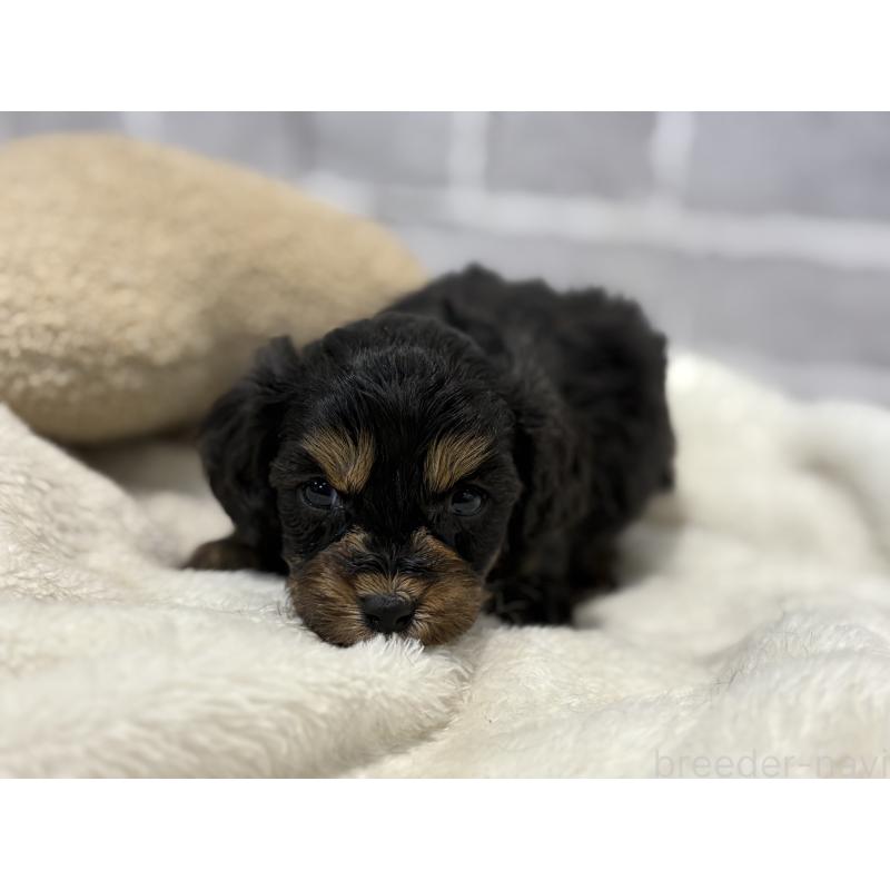 販売中の東京都のキャバプー:キャバリア×トイプードル-434091の5枚目