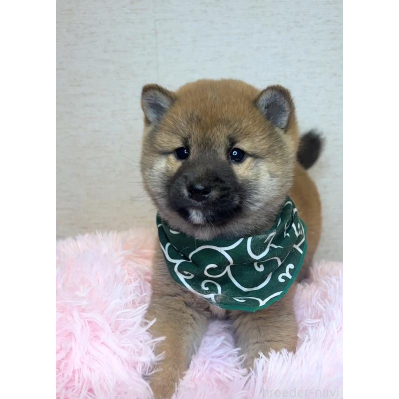 販売中の茨城県の柴犬-435031の5枚目