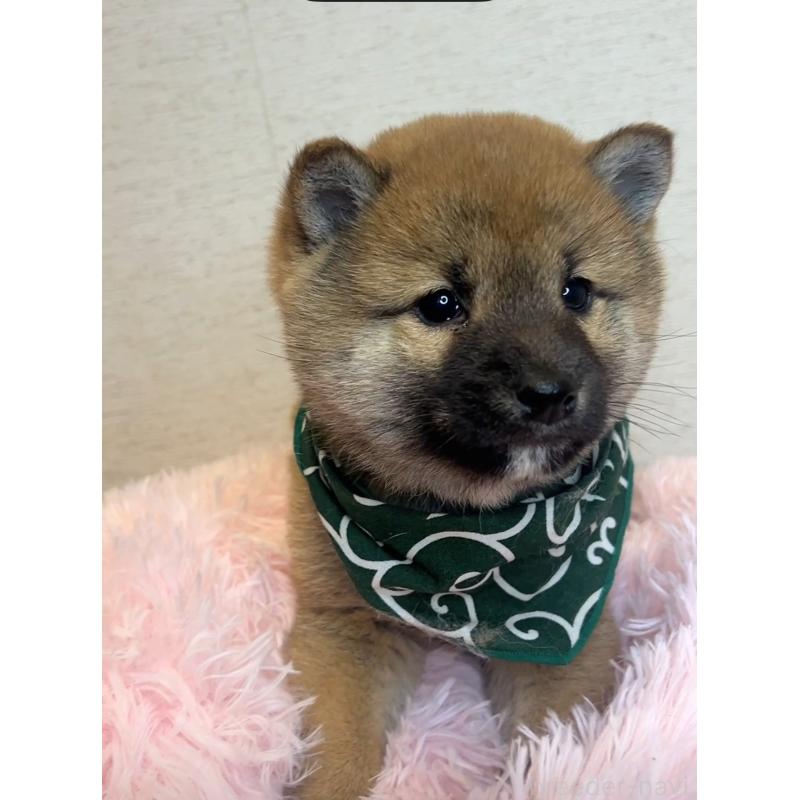 販売中の茨城県の柴犬-435031の4枚目