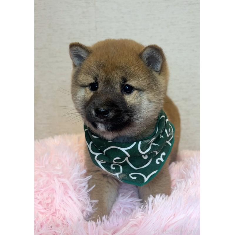 販売中の茨城県の柴犬-435031の3枚目