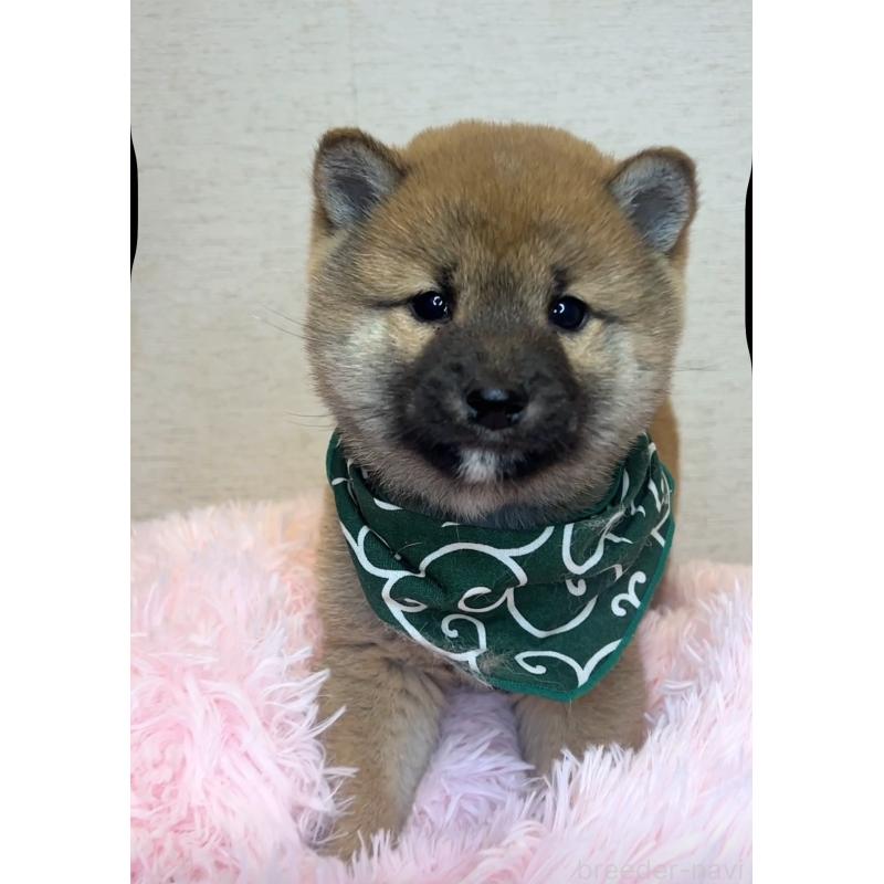 販売中の茨城県の柴犬-435031の2枚目