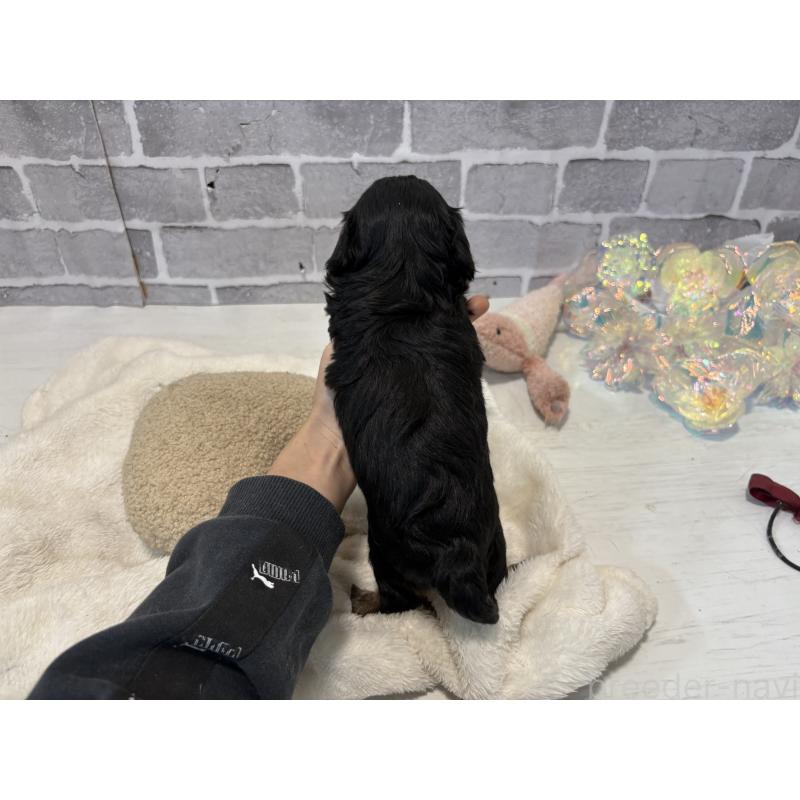 成約済の東京都のキャバプー:キャバリア×トイプードル-434092の9枚目