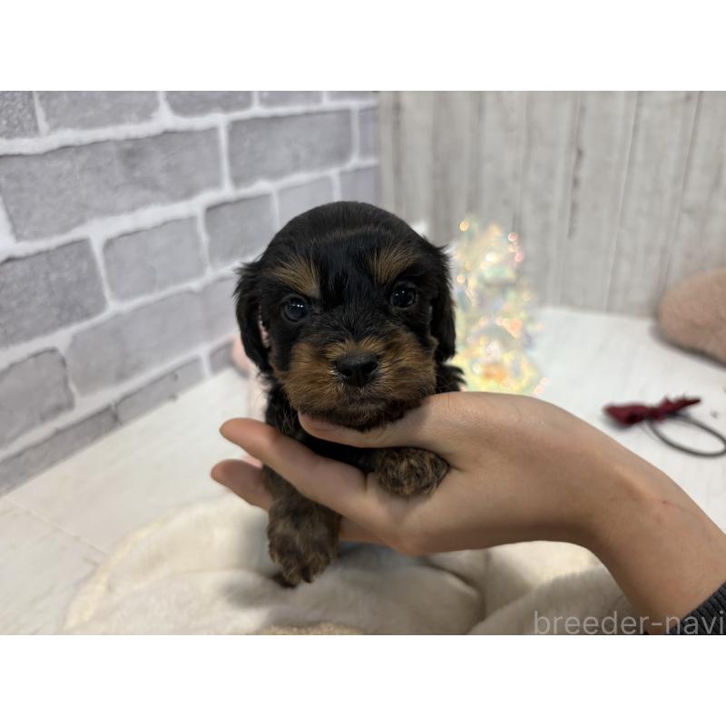 成約済の東京都のキャバプー:キャバリア×トイプードル-434092の8枚目