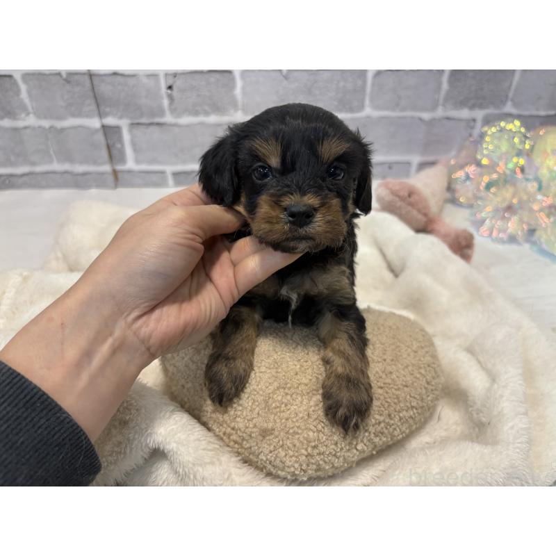 成約済の東京都のキャバプー:キャバリア×トイプードル-434092の7枚目