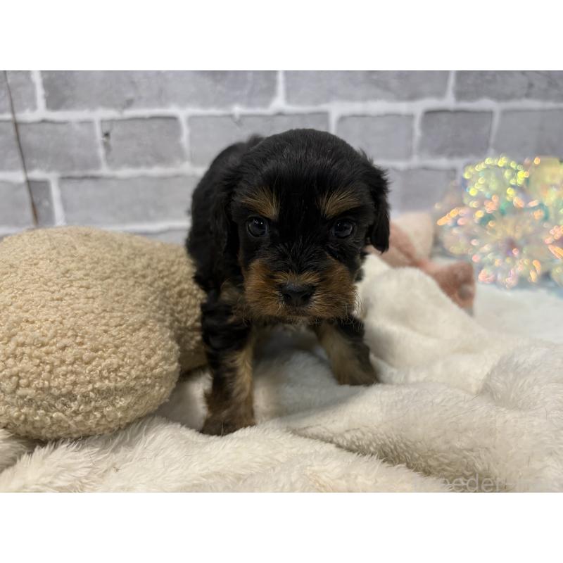 成約済の東京都のキャバプー:キャバリア×トイプードル-434092の6枚目