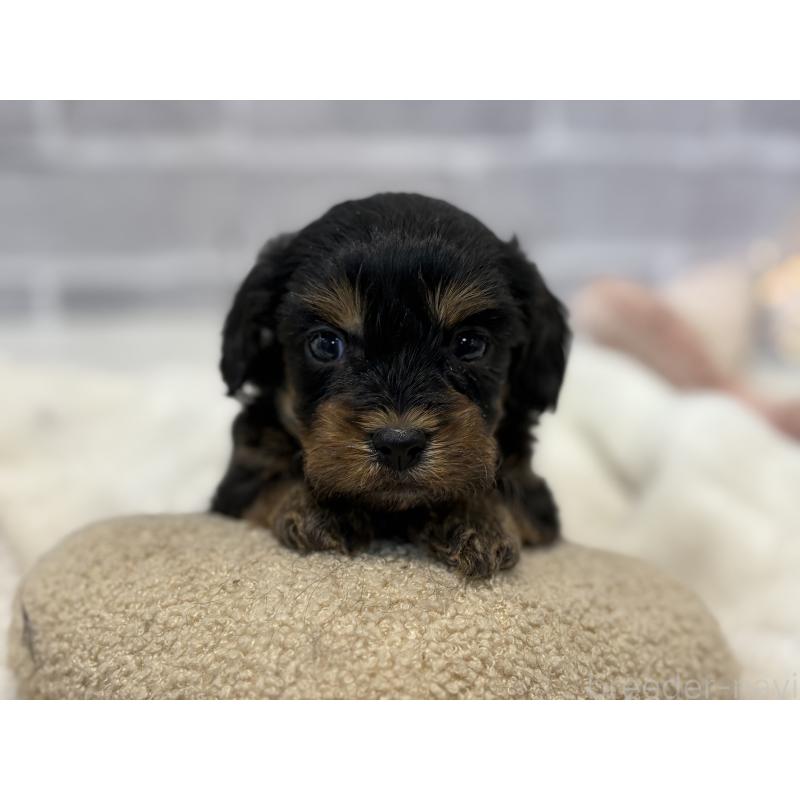 成約済の東京都のキャバプー:キャバリア×トイプードル-434092の4枚目