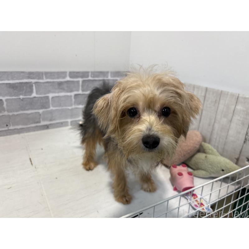 販売中の東京都のミックス犬-384241の4枚目