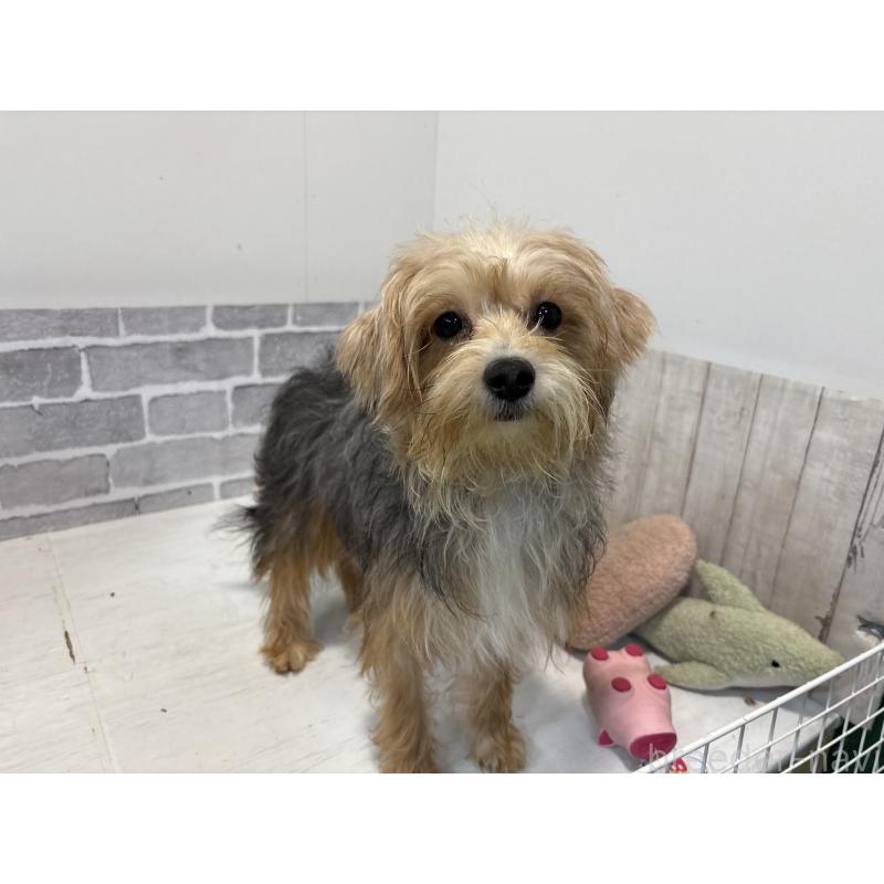 販売中の東京都のミックス犬-384241の3枚目