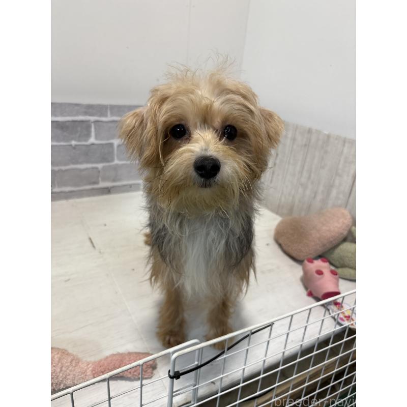 販売中の東京都のミックス犬-384241の2枚目