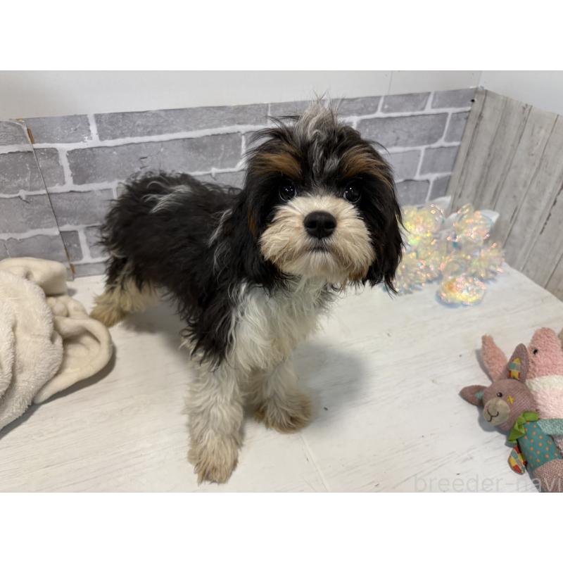 商談中の東京都のキャバプー:キャバリア×トイプードル-408773の3枚目