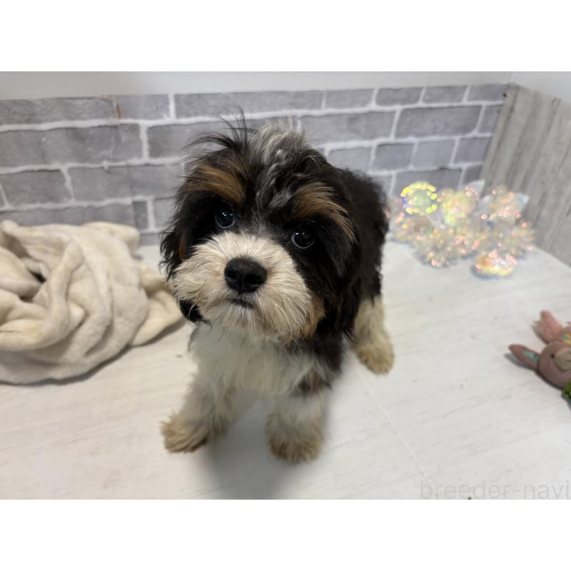 商談中の東京都のキャバプー:キャバリア×トイプードル-408773の2枚目