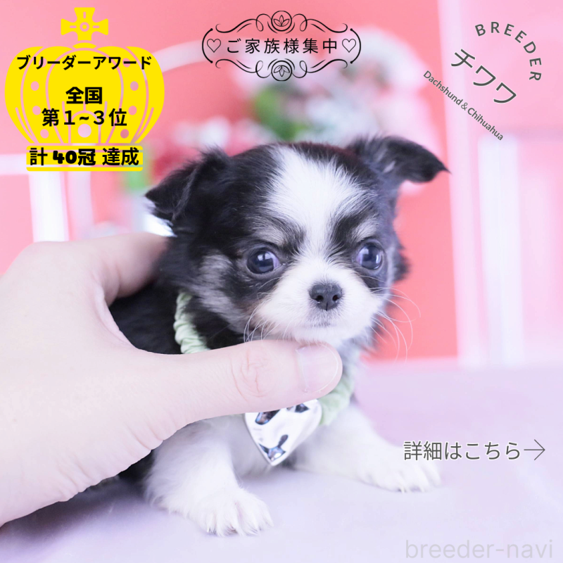 販売中の愛知県のチワワ(ロングコート)-432084