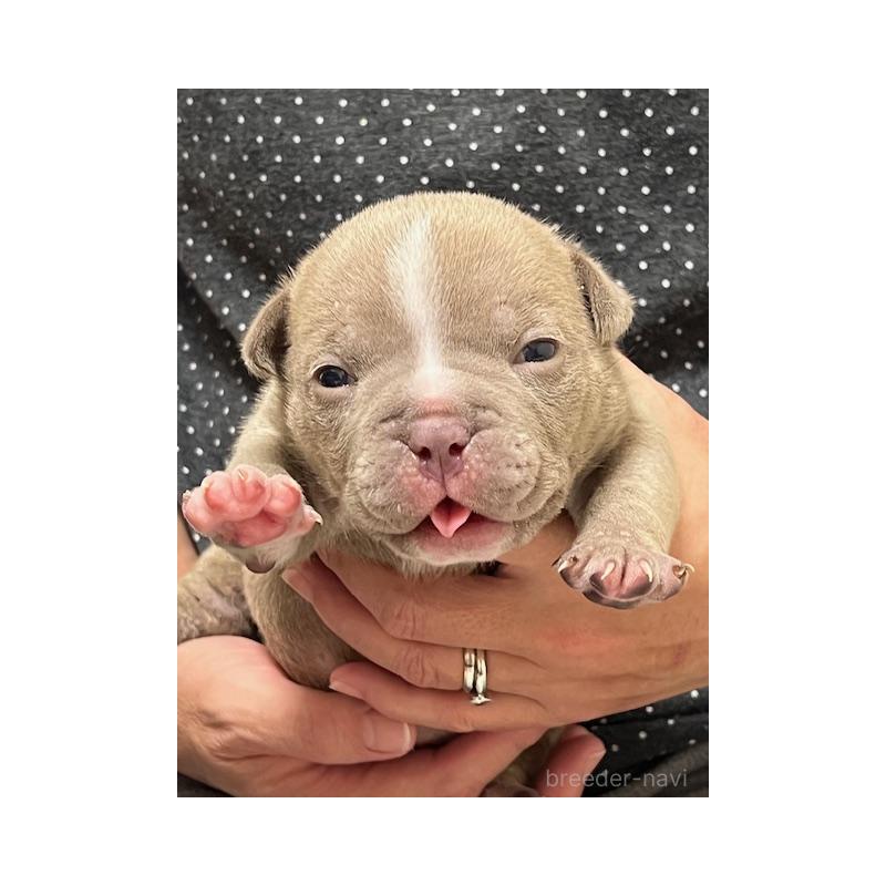 販売中の大阪府のエキゾチックブリー-435032の1枚目