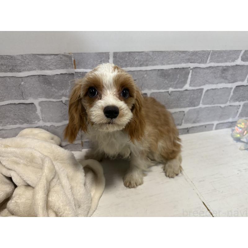 販売中の東京都のキャバプー:キャバリア×トイプードル-408774の7枚目