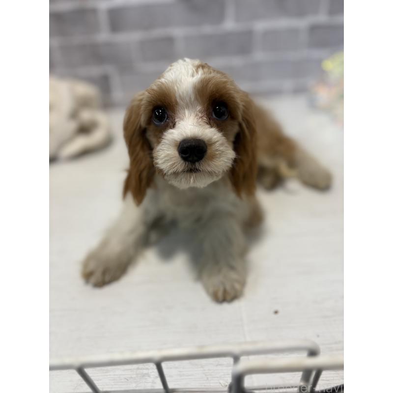 販売中の東京都のキャバプー:キャバリア×トイプードル-408774の3枚目