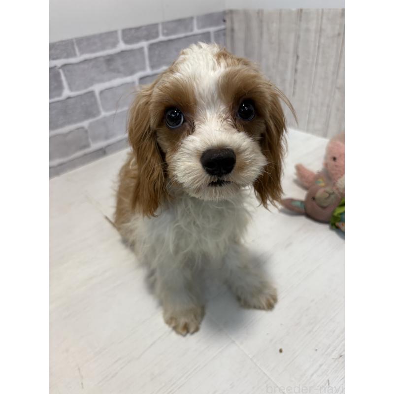 販売中の東京都のキャバプー:キャバリア×トイプードル-408774の2枚目