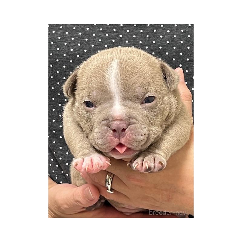 販売中の大阪府のエキゾチックブリー-435032の3枚目