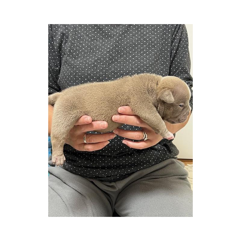 販売中の大阪府のエキゾチックブリー-435032の2枚目