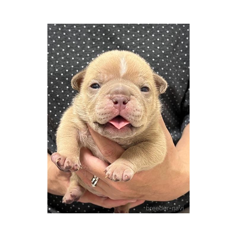 販売中の大阪府のエキゾチックブリー-435033の1枚目