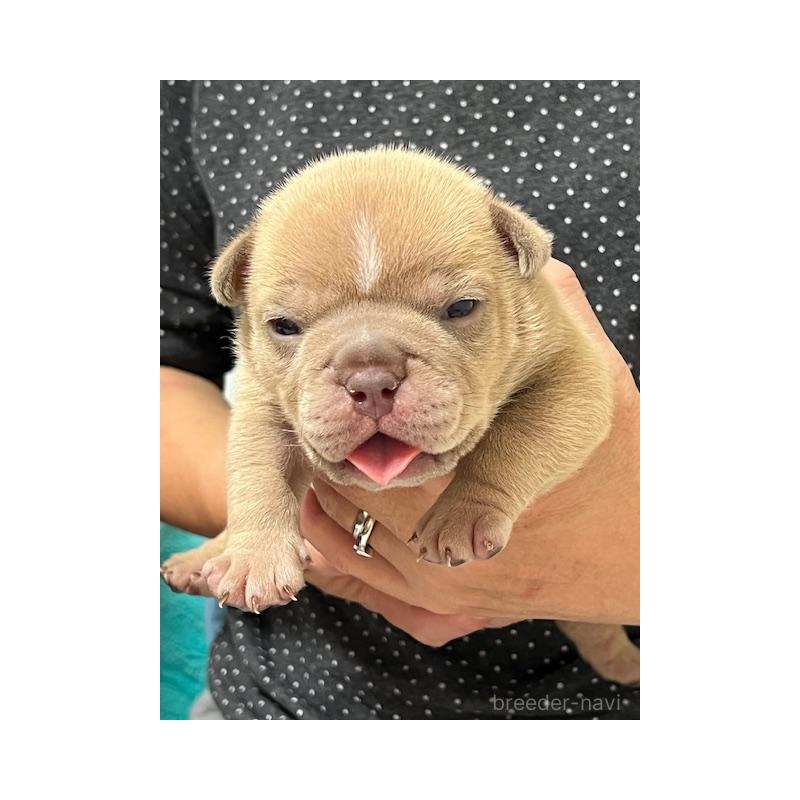 販売中の大阪府のエキゾチックブリー-435033の3枚目