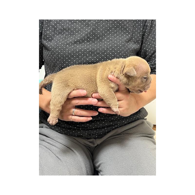 販売中の大阪府のエキゾチックブリー-435033の2枚目