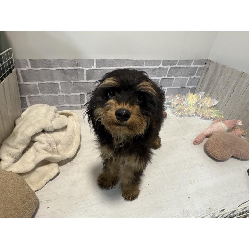 販売中の東京都のキャバプー:キャバリア×トイプードル-408776の7枚目