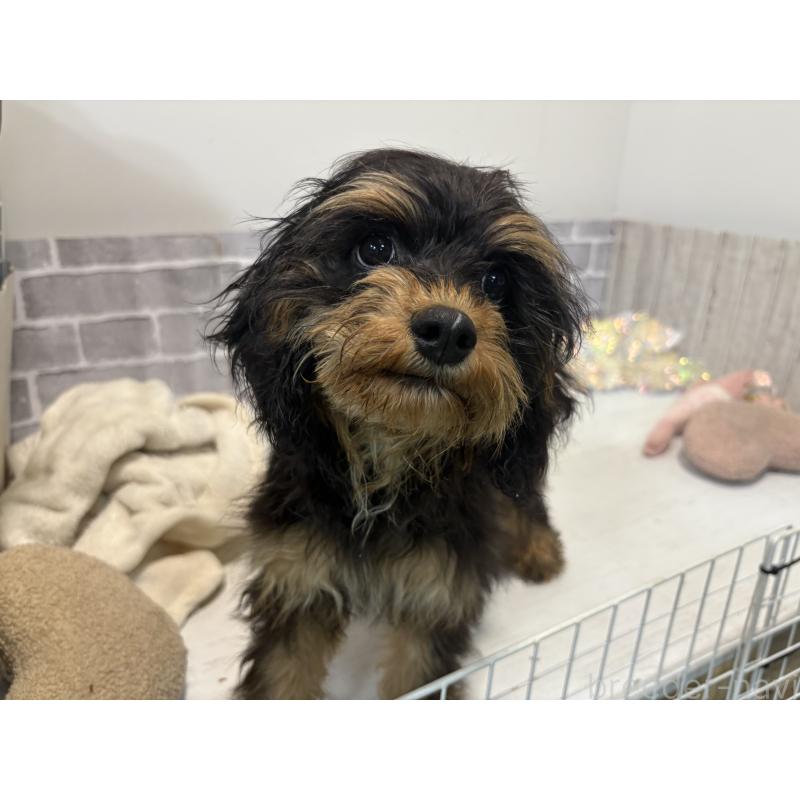 販売中の東京都のキャバプー:キャバリア×トイプードル-408776の6枚目