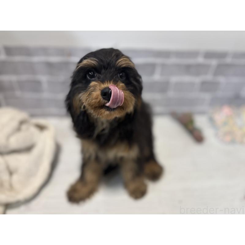 販売中の東京都のキャバプー:キャバリア×トイプードル-408776の5枚目