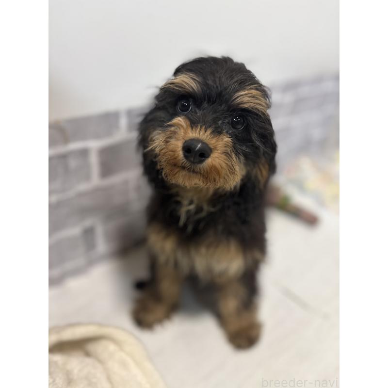 販売中の東京都のキャバプー:キャバリア×トイプードル-408776の4枚目