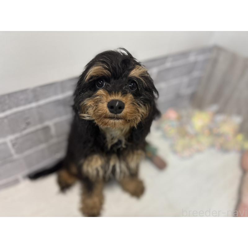 販売中の東京都のキャバプー:キャバリア×トイプードル-408776の3枚目