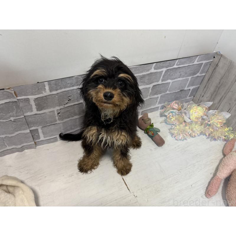 販売中の東京都のキャバプー:キャバリア×トイプードル-408776の2枚目