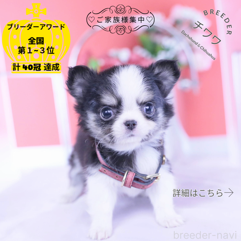 販売中の愛知県のチワワ(ロングコート)-432081