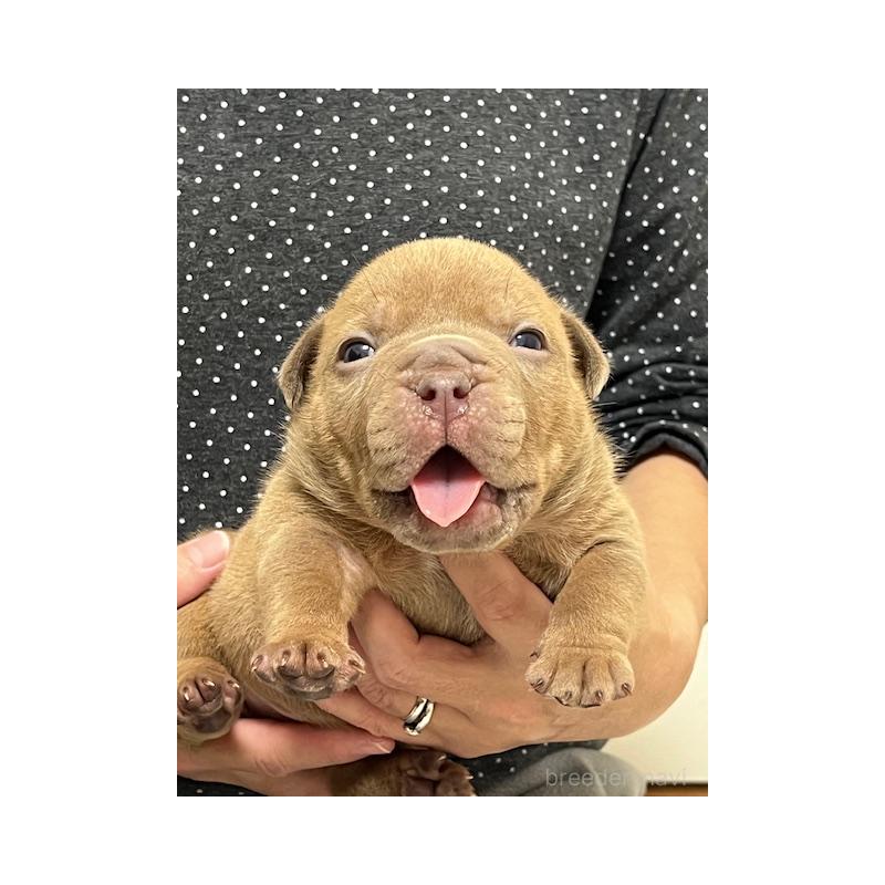 販売中の大阪府のエキゾチックブリー-435034