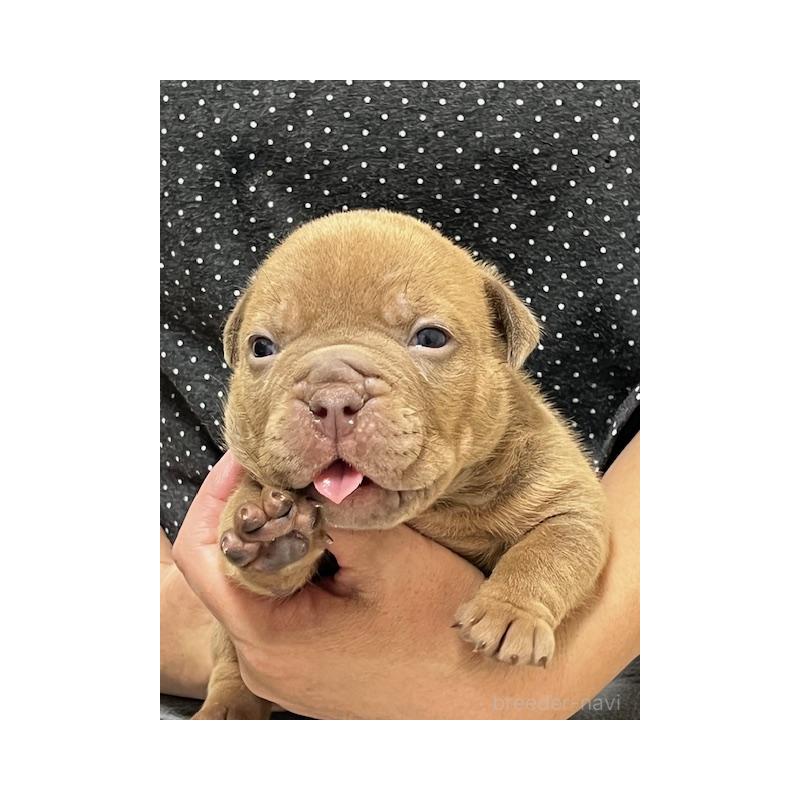 販売中の大阪府のエキゾチックブリー-435034の3枚目